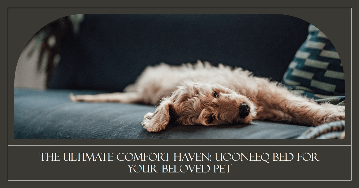 The Ultimate Comfort Haven UOONEEQ Bed for Your Beloved Pet